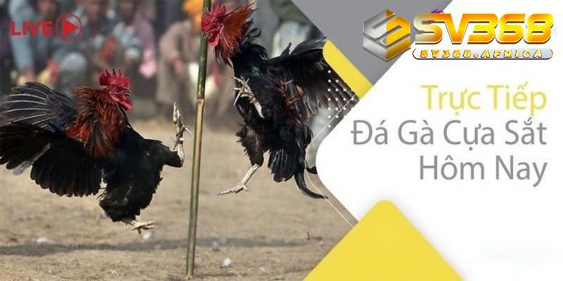 Đá gà cựa sắt
