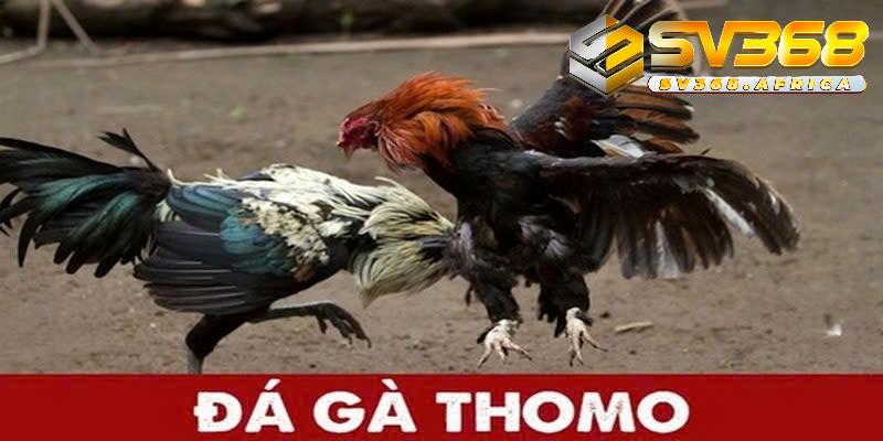 Đá gà Thomo